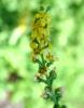 Agrimonia eupatoria